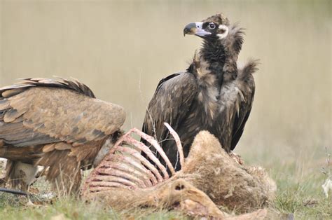 Food availability and its impact on vulture lifespan
